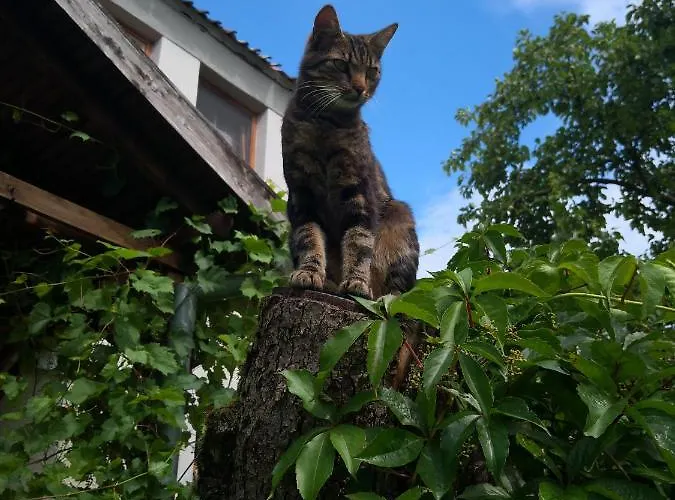 Na Mazurach Apartament *